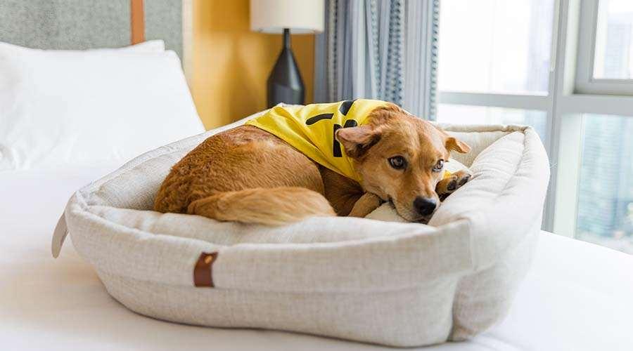 אפרטהוטל שיקגו Sentral Michigan Avenue שירותים תמונה A dog in a dog bed